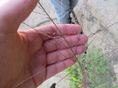 Leptochloa mucronata