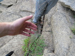 Leptochloa mucronata