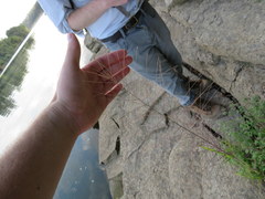 Leptochloa mucronata