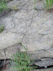 Leptochloa mucronata