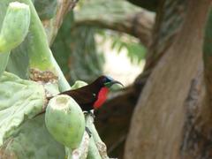 Chalcomitra senegalensis gutturalis