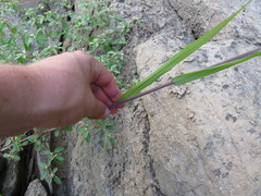 Leptochloa mucronata