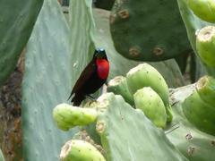 Chalcomitra senegalensis gutturalis