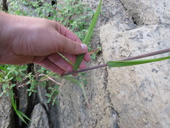 Leptochloa mucronata