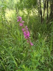 Lythrum salicaria