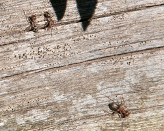 Anoplolepis custodiens