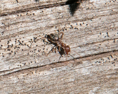 Anoplolepis custodiens