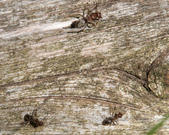 Anoplolepis custodiens