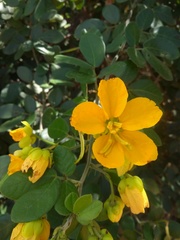 Senna chrysocarpa