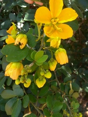 Senna chrysocarpa