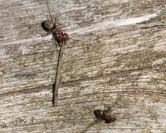 Anoplolepis custodiens