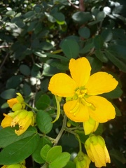 Senna chrysocarpa