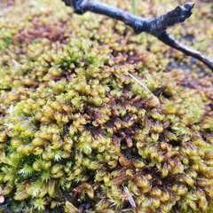 Palustriella falcata