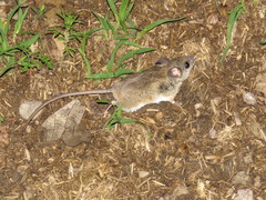 Peromyscus pectoralis