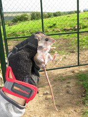 Peromyscus difficilis