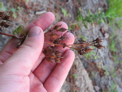 Penstemon calycosus