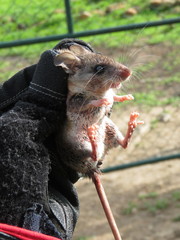 Peromyscus difficilis