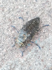 Lampetis auropunctata