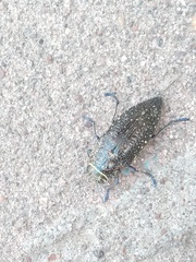 Lampetis auropunctata