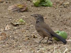 Cercotrichas coryphoeus