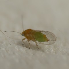 Heteropsylla