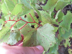 Vitis rupestris
