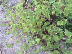 Vitis rupestris