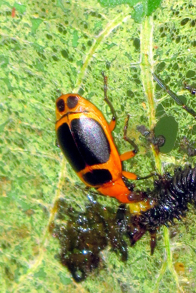 Lebia dorsalis
