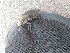 Lampetis auropunctata