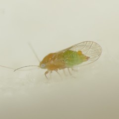 Heteropsylla