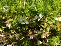 Rubus trivialis