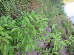 Sideroxylon lycioides