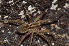 Araneae