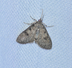 Palpita aenescentalis