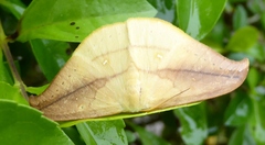 Tridrepana argentistriga