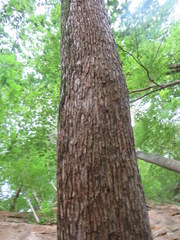 Ulmus serotina