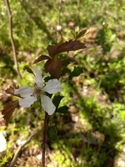 Rubus trivialis