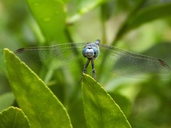 Diplacodes trivialis