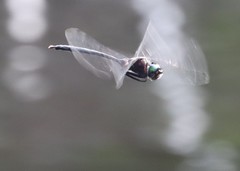 Somatochlora elongata