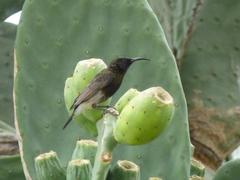 Cinnyris fuscus fuscus