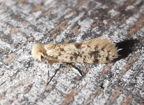 Eumasia parietariella