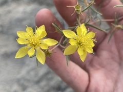 Mentzelia sivinskii