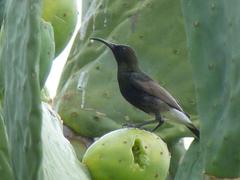 Cinnyris fuscus fuscus