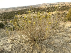 Chrysothamnus greenei
