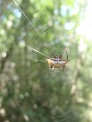 Gasteracantha sanguinolenta