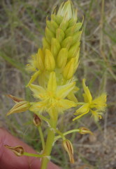 Bulbine abyssinica