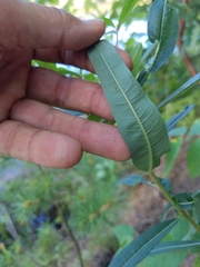 Salix pedicellaris