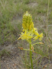 Bulbine abyssinica