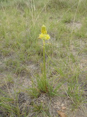Bulbine abyssinica