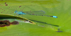 Pseudagrion coeleste umsingaziense